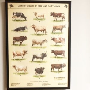 154266 common breeds of beef and dairy cows Art Decor Wall Print Poster UK